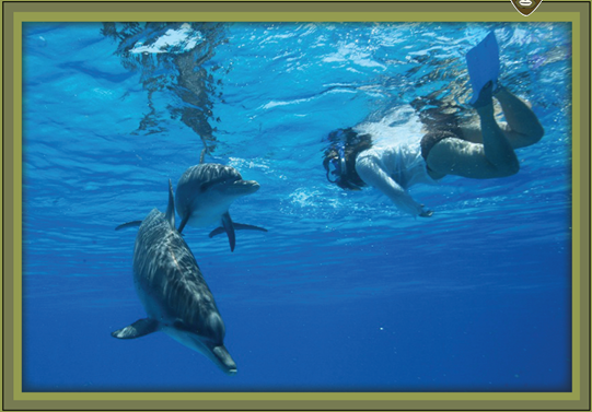 dolphin